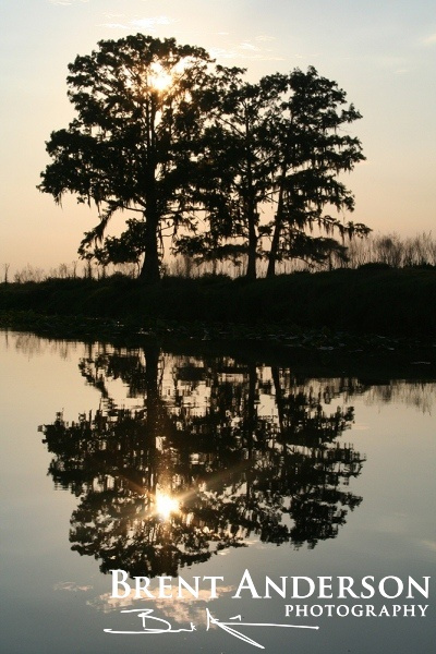Mirrored Cypress - Kissimmee River, Okeechobee, FL