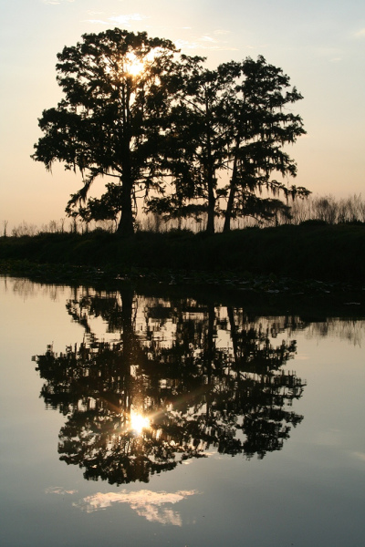Mirrored Cypress - Kissimmee River, Okeechobee, FL
