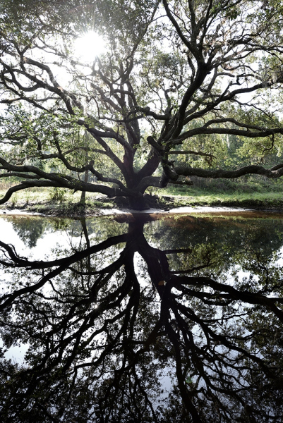 Oak Reflections - Arbuckle Creek, Highlands, FL