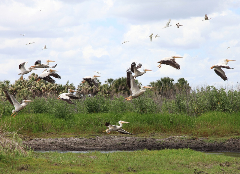 Pelicans Take Flight - Kissimmee River, Okeechobee, FL