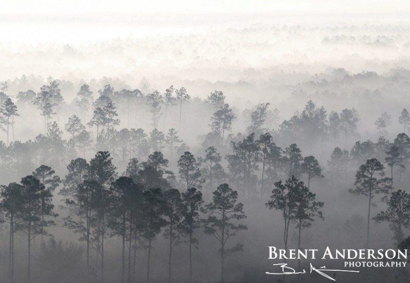 Pines in the Mist 1 - Highlands, FL
