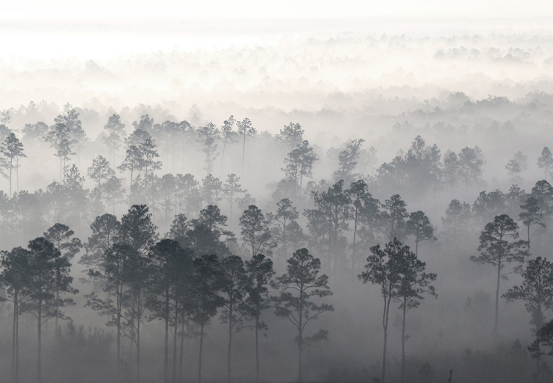 Pines in the Mist 1 - Highlands, FL
