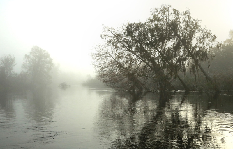 Slanted Cypress - Kissimmee River, Okeechobee, FL