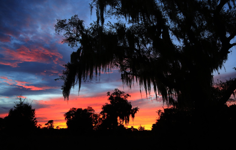 Spanish Moss Sunset - Kissimmee River, Highlands, FL