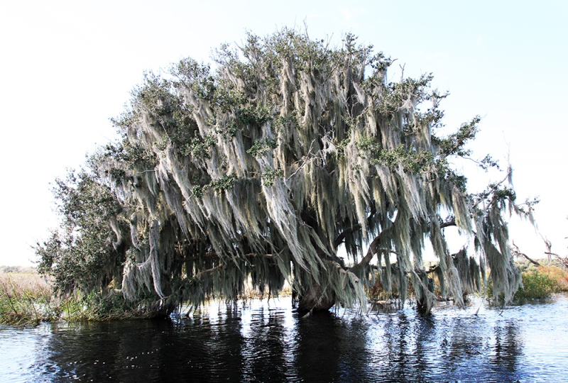 Spanish Moss Draped Oak - Kissimmee River, Highlands