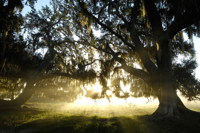 50.-Sunburst-Oaks-web
