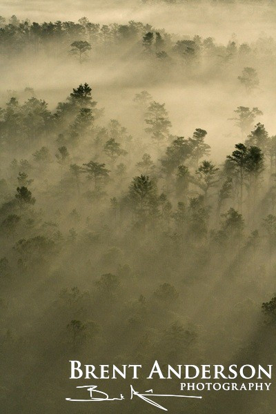51.-Pines-in-the-Mist-2-web
