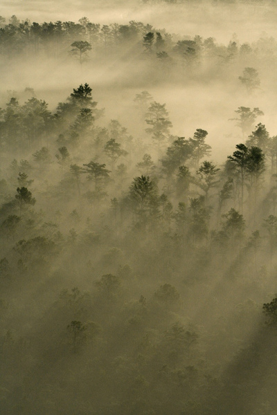 51.-Pines-in-the-Mist-2-web