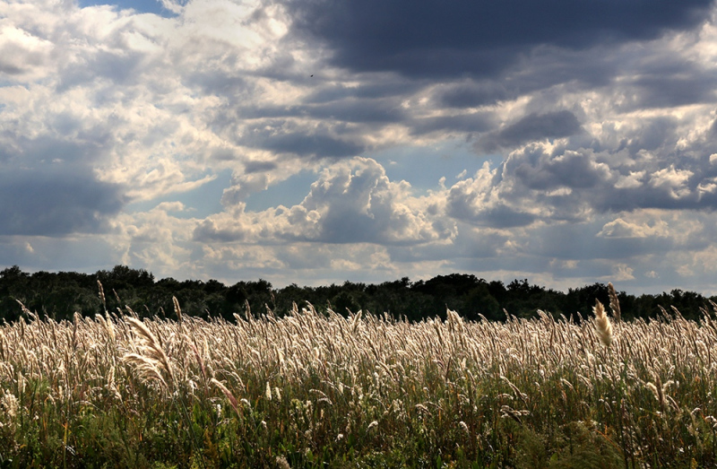 53.-Sunlit-fields-web
