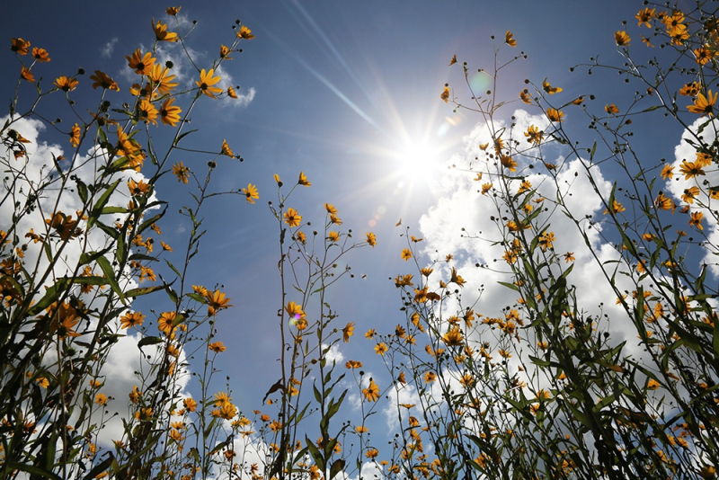 54.-Swamp-Sunflower-1-web