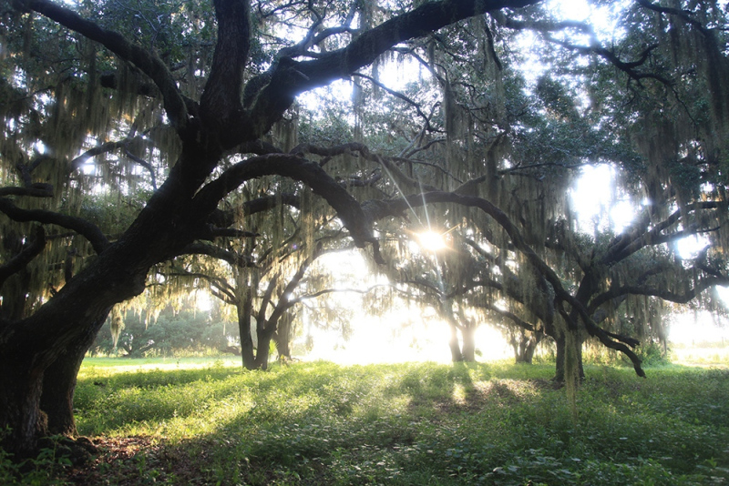 55.-Sunburst-Sunrise-2-web