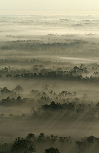 57.-Pines-in-the-Mist-3-web