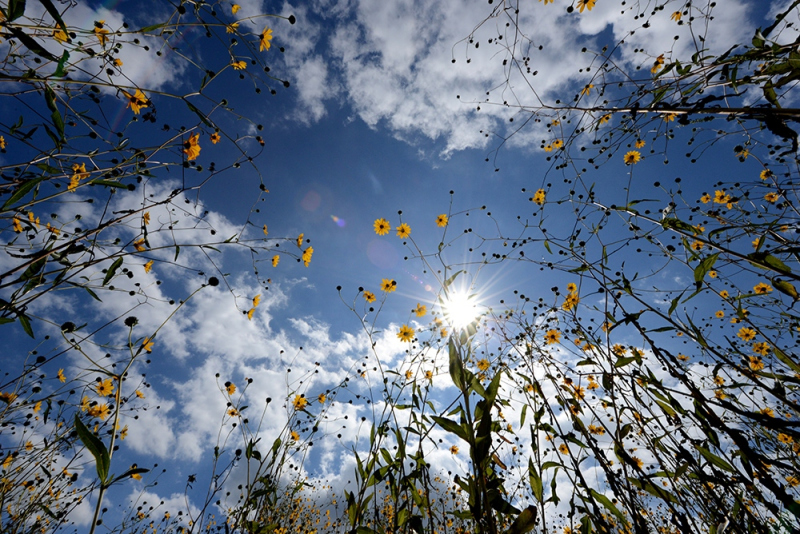 58.-Swamp-Sunflower-2-web