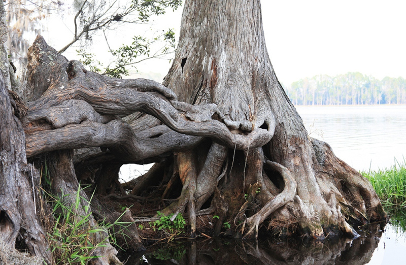 59.-Twisted-Cypress-web