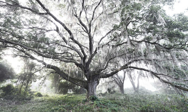 Majestic Oak - Kissimmee River, Okeechobee, FL