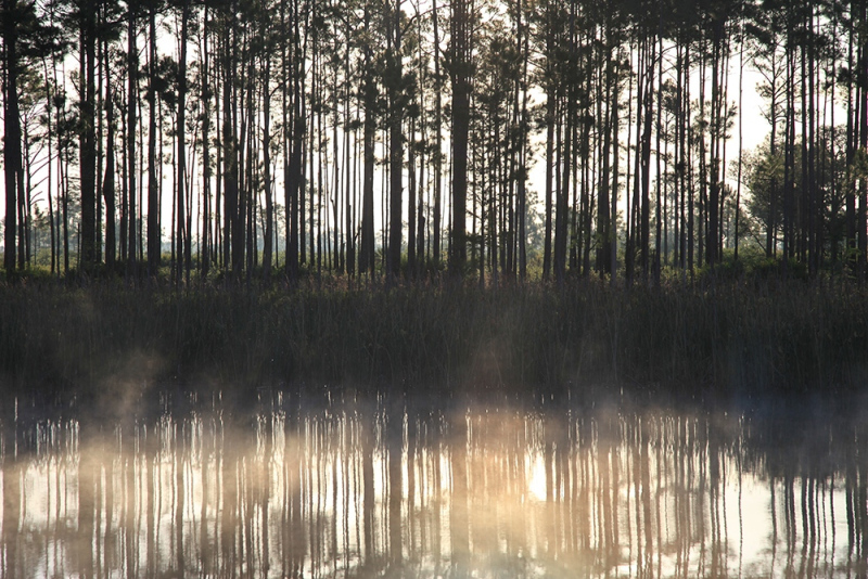 60.-Veritcal-Pine-Reflections-web