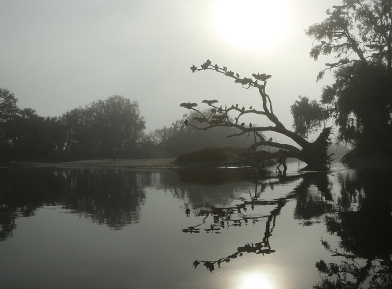 61.-Vulture-Sunrise-web