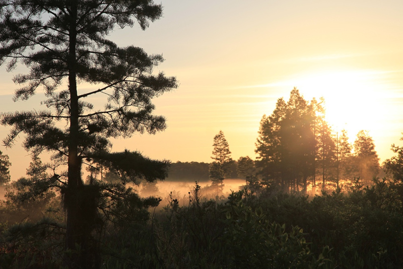 62.-Cypress-Sunrise