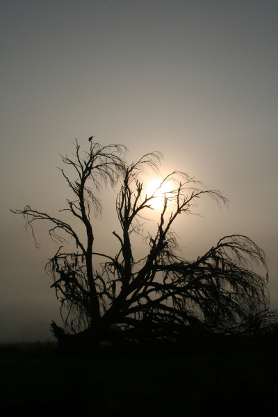 62.-Weathered-Oak-web