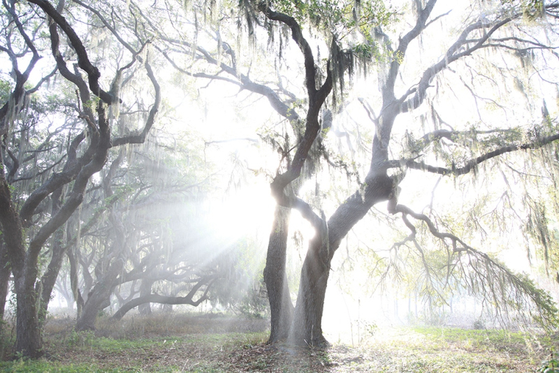 65.-Scattered-Light