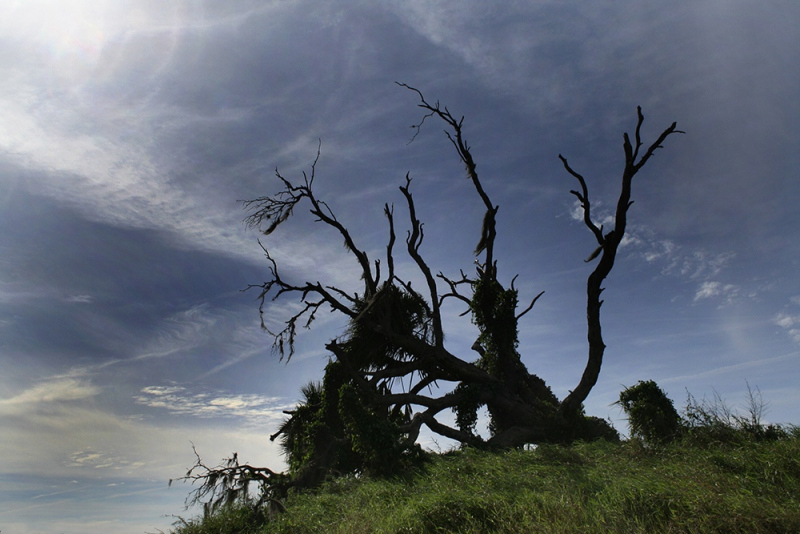 66.-Broken-Oak