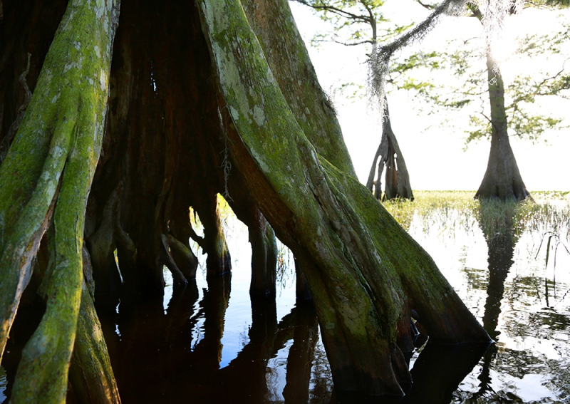 67.-Cypress-Hollow