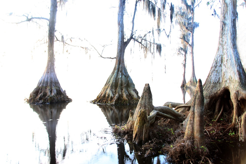 68.-Cypress-on-White