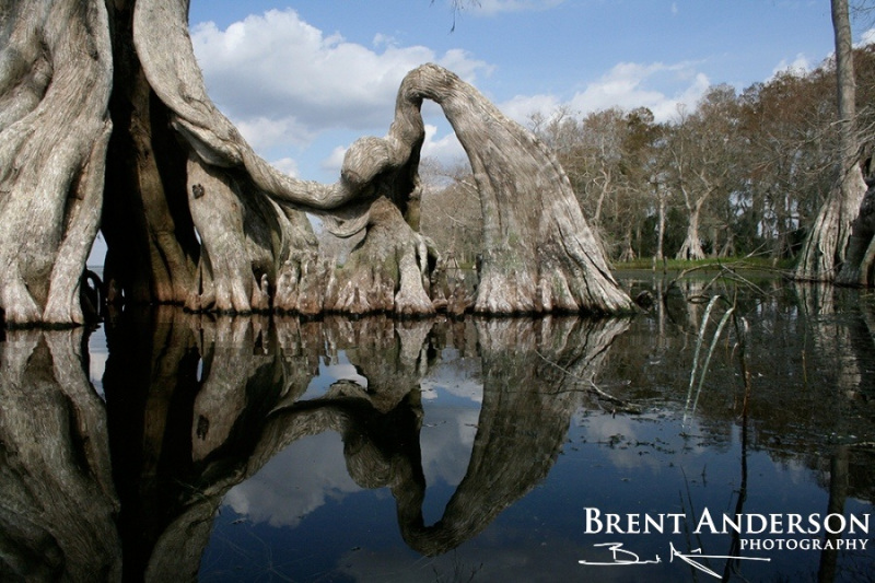 Ancient Cypress 1 - Lake Istokpoga, Highlands, FL