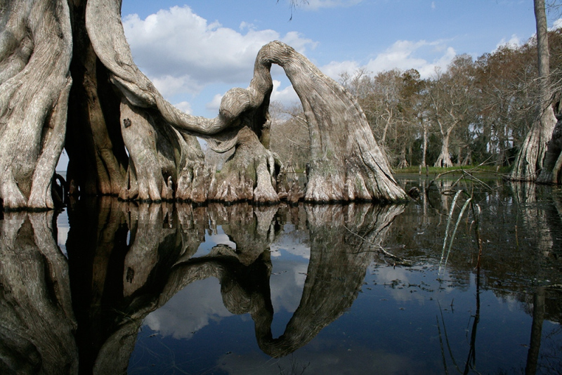 Ancient Cypress 1 - Lake Istokpoga, Highlands, FL