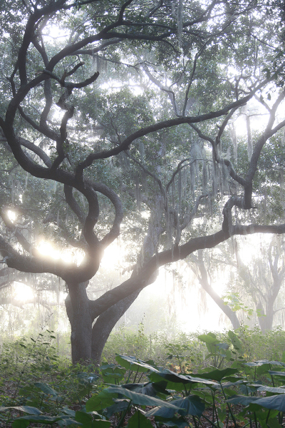 Live Oak Sunrise