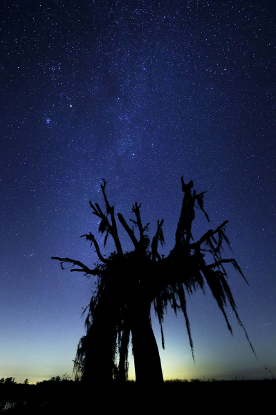 Mammoth-Tree-Milkyway