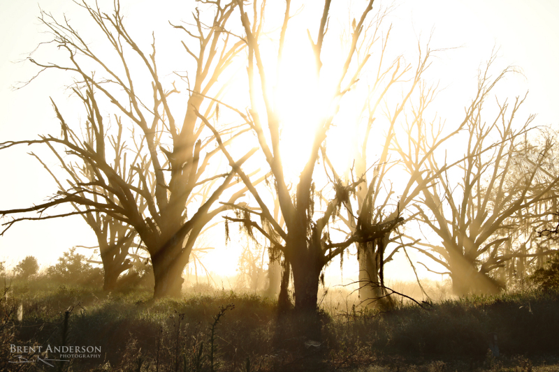 Shining Through - Kissimmee River, FL