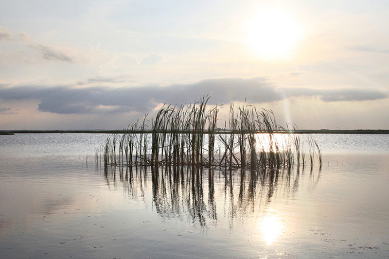 Whispering Cattails