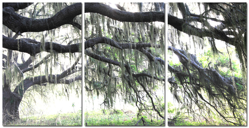 Live Oak Sunrise