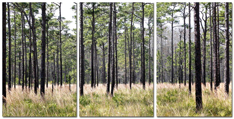 Pines
