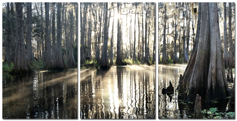Sunray Cypress