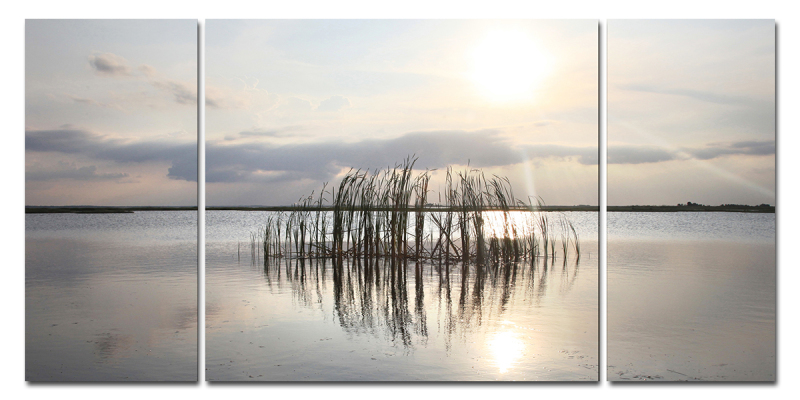 Cattails in the Breeze