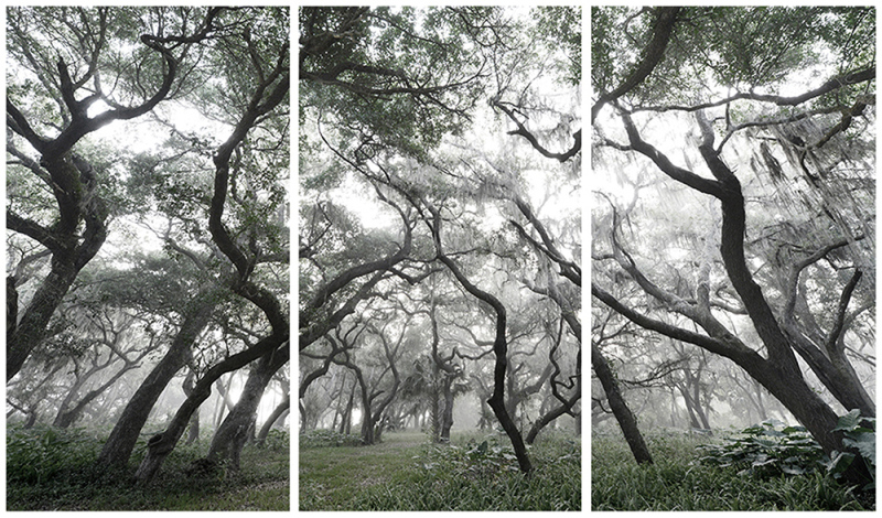 silver forest triptych