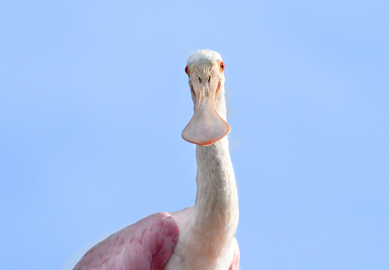 Portrait of a Roseate Spoonbill