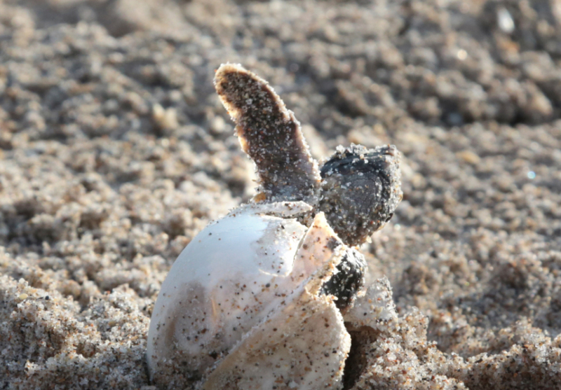 Loggerhead Hatchling