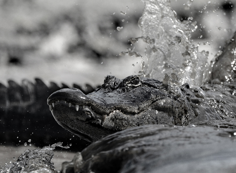 American Alligator