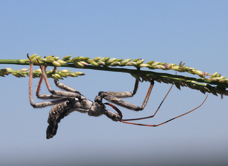 Assassin Bug