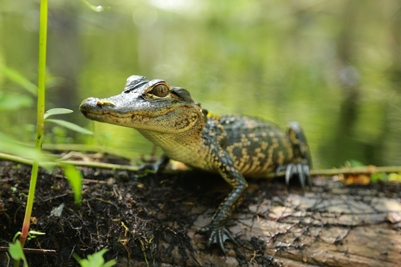 Baby Gator