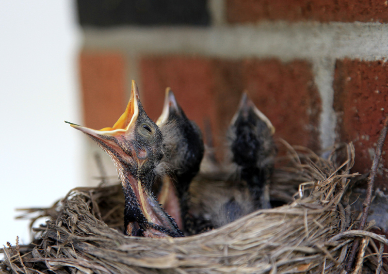 Baby Robins