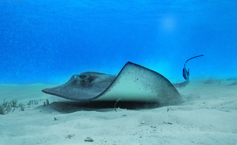 Bahamas Stingray 3