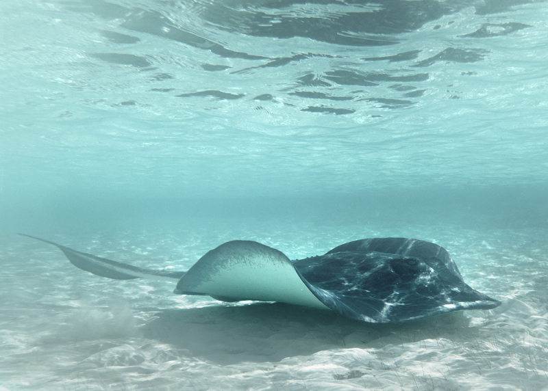 Bahamas Stingray 4