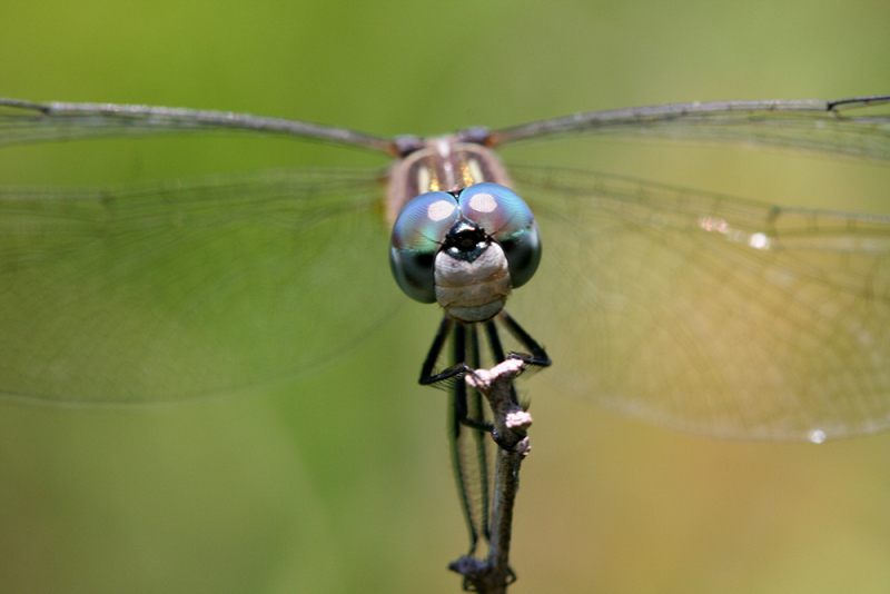 Bug Eyes