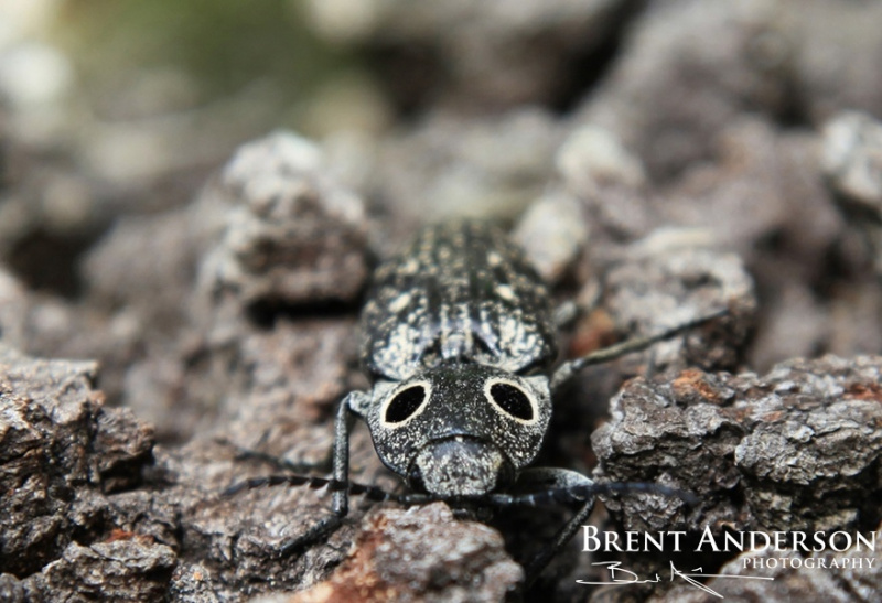 Bug-eyed-Beetle