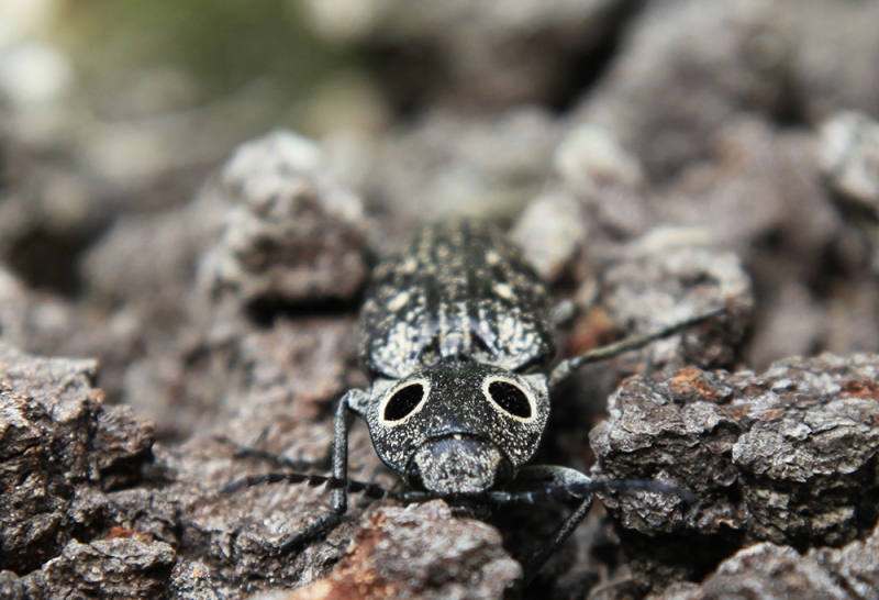 Bug eyed Beetle