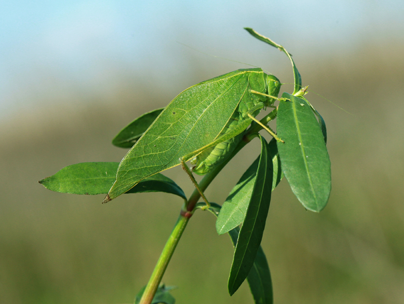 Camouflage - Florida Katydid